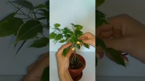 Плетение фикуса косичкой / формирование фикуса Бенджамина