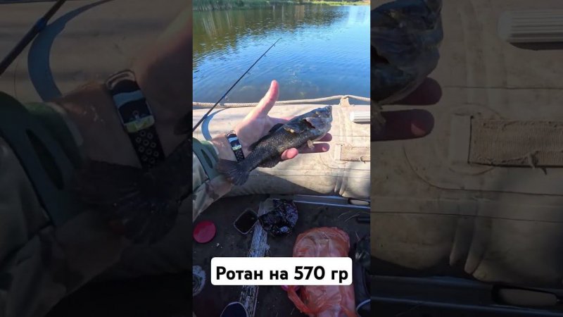 Ротан до какого веса вырастает ? #рыбалка #fishing #карась #carpfishing #карасьнаудочку #carp