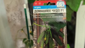 Первый урожай огурцов в мае на подоконнике.