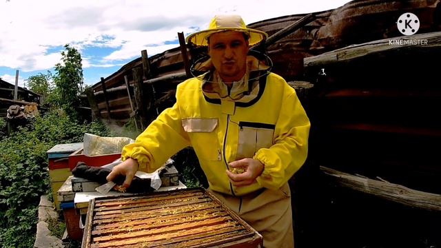 Первый мед 2021 года на Урале! Продам плодных маток смотреть онлайн