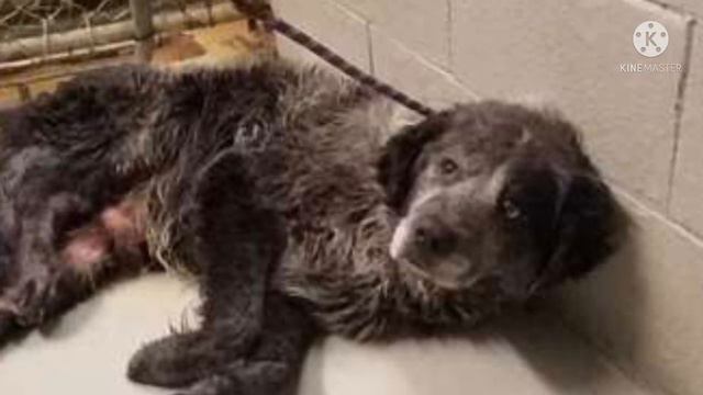 Раненый пес лежал в клетке приюта, умоляюще смотря на каждого посетителя смотреть онлайн