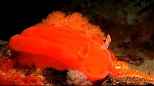 Коралловый риф - Coral Reef