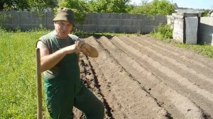 Много Урожайная посадка картошки,Голландский метод