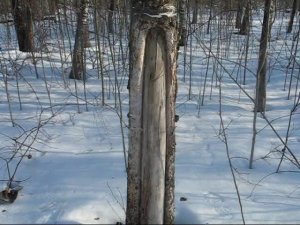 Заготовка топорищ