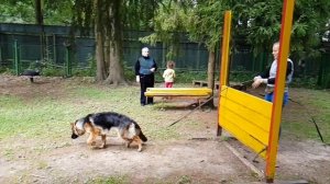 Щенок немецкая овчарка 7 месяцев тренировка на площадке