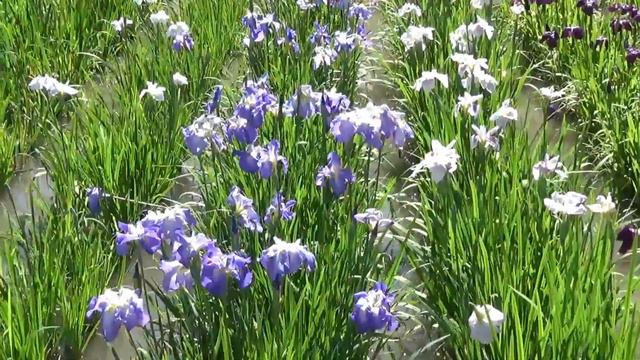 Japanese Iris смотреть онлайн