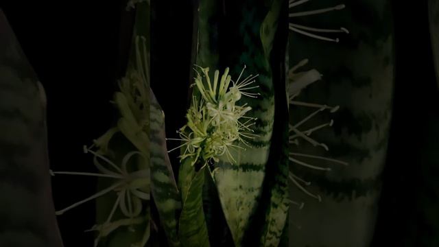 Flowers of sansevieria plant! Сансевиерия расцвела