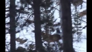 Изюбри на отстое.