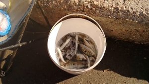 Рыбалка в Балаклаве Косяк кефали 16февраля 2022