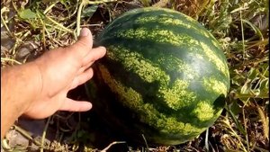 Арбуз Эркен ф1