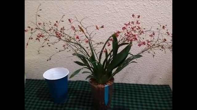 Orchid Bloom - Oncidium Twinkle Red in Semi Hydroponics смотреть онлайн