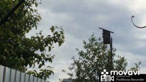 Скворцы выманивают своих птенцов из скворечника.