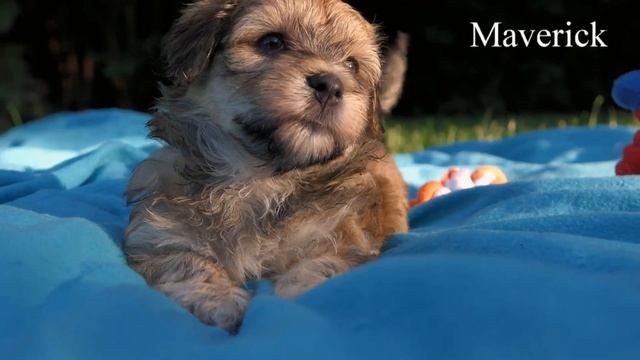 Bichon havanais puppies смотреть онлайн