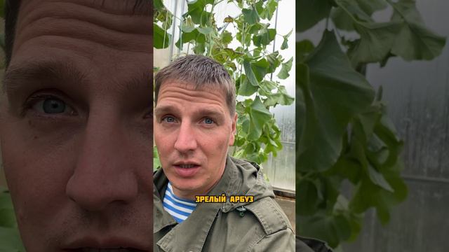 Осенний арбузопад 😂