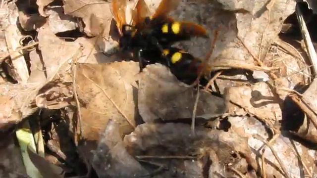 спаривание сколии смотреть онлайн