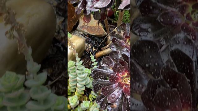 Succulents in the Autumn Rain #succulents #cacti #cactiandsucculents @succsclay смотреть онлайн