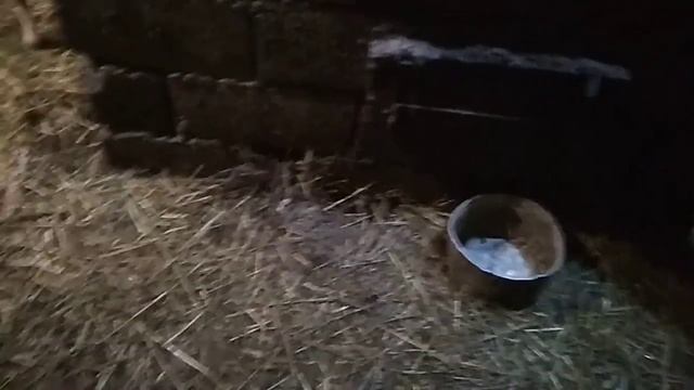 Куры, напольное содержание зимой. смотреть онлайн