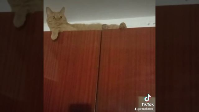 Взобрался кот на шкаф высокий