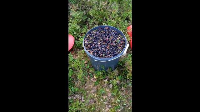 3 тысячи рублей за 3 часа (Сезонная работа в Карелии) смотреть онлайн