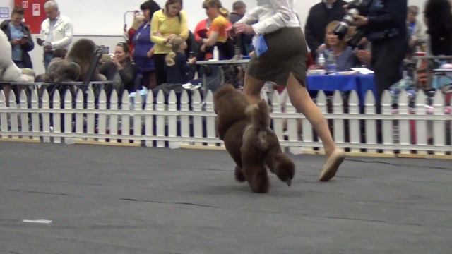 00115XXIII Национальная выставка пуделей 28.05.2017 --Классический альянс Патриция смотреть онлайн