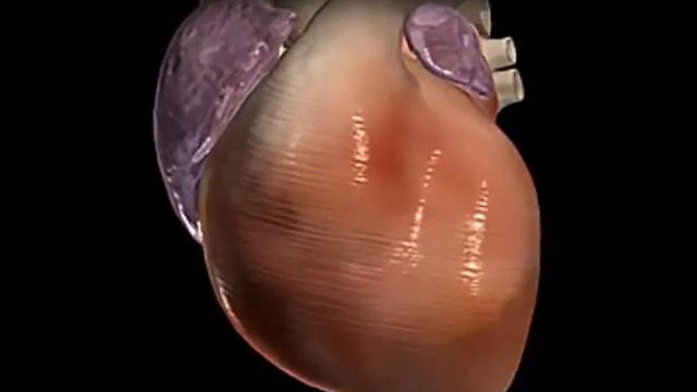 Аритмия Видео Здоровья Медицинская Энциклопедия MHP смотреть онлайн