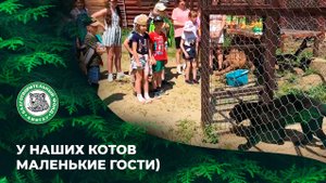 Выпуск 83.  У наших котов маленькие гости.