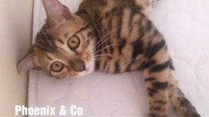 Один день из жизни бенгальского кота / Bengal cat