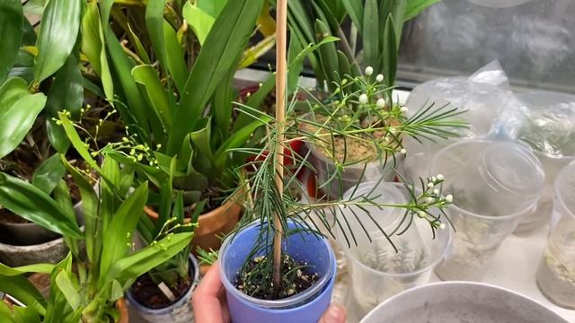 Хамелациум (chamelaucium): укоренение, сложности ухода и цветение