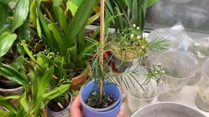 Хамелациум (chamelaucium): укоренение, сложности ухода и цветение