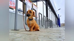 "ПЯТЁРОЧКА" ВЫРУЧАЕТ😁💯| Шоппинг с собакой: проверка магазинов на адекватность)