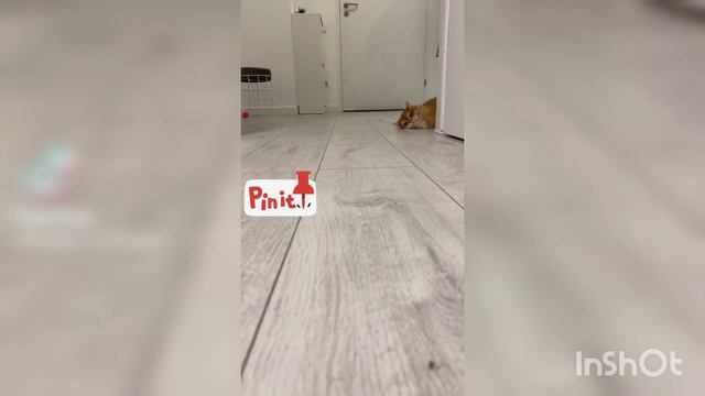 Самые смешные животные 2023 года! The funniest animals of 2023!