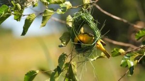 Всё Иисусу отдаю я. Минус. Родник хвалы и вдохновенья.
