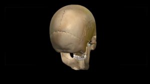 3D ЧЕРЕП ЧЕЛОВЕКА | Все Кости | Названия на Латыни, Расположение и Особенности | Анатомия | Cranium