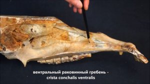 верхнечелюстная кость домашних животных