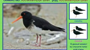 Кулик-сорока.  Голоса птиц