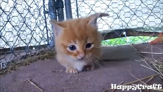 Манчкин - порода кошек. Munchkin cat Выпуск 1