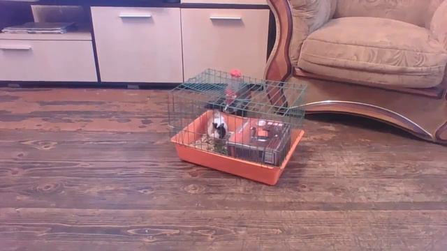 хорёк и морская свинка смотреть онлайн