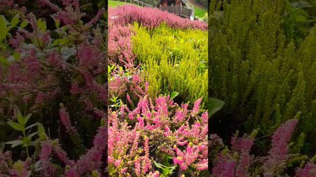 Calluna vulgaris in autumn #wrzosy #autumn #horticulture