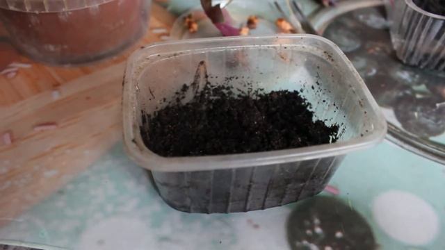 Кислица зеленая и фиолетовая Размножение Пересадка