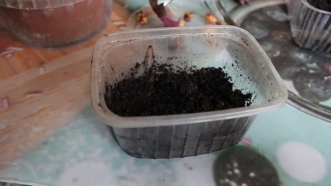 Кислица зеленая и фиолетовая Размножение Пересадка