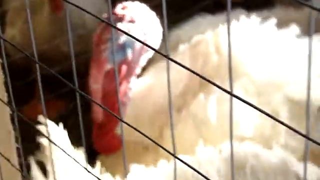 в гостях у сказки. Хозяйство Nata-Peter клетки и птицы смотреть онлайн