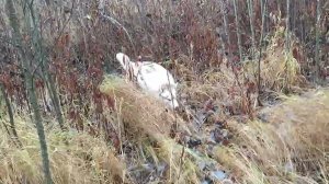 Всем мира и добра!