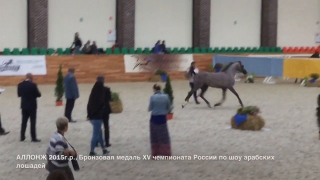 Чемпионат России по шоу арабских лошадей, лошади конефермы Эквилайн на продажу 