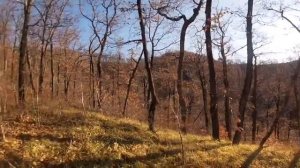 Охота на лесного голубя Вяхиря, Туапсинский район, Агой.