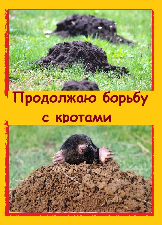 Сообщение о кроте. Кротовые подкрадули.