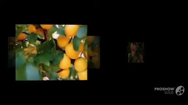 Абрикос обыкновенный (Armeniaca vulgaris Lam). Абрикос звичайний