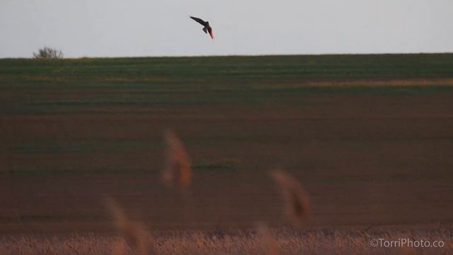 Камышовый лунь - Eurasian Marsh Harrier - птицы Украины смотреть онлайн
