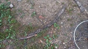 Такое разве бывает? Ловля осетра в толще воды.Осетровый монтаж из бомбарды. Клёвое место лосиный ос