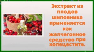 ШИПОВНИК - ПОЛЬЗА И ВРЕД