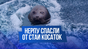 Нерпа спаслась от стаи косаток, запрыгнув на яхту